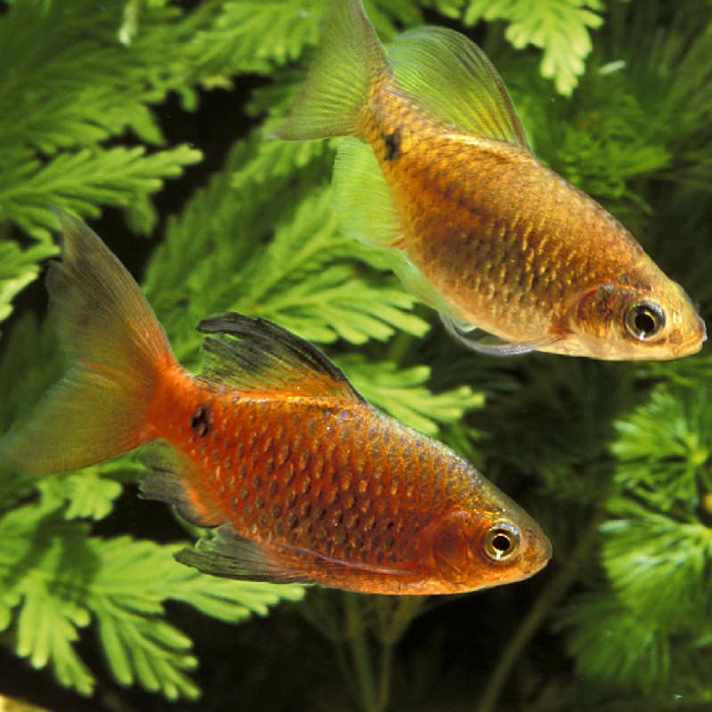 Pethia Conchonius voilées