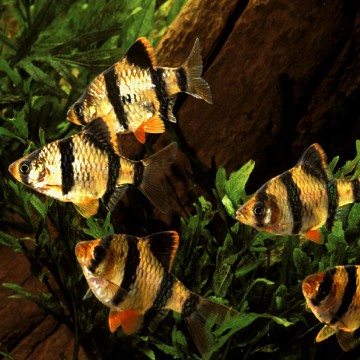 Puntigrus Tetrazona - Sumatra Barbeel  2-3cm