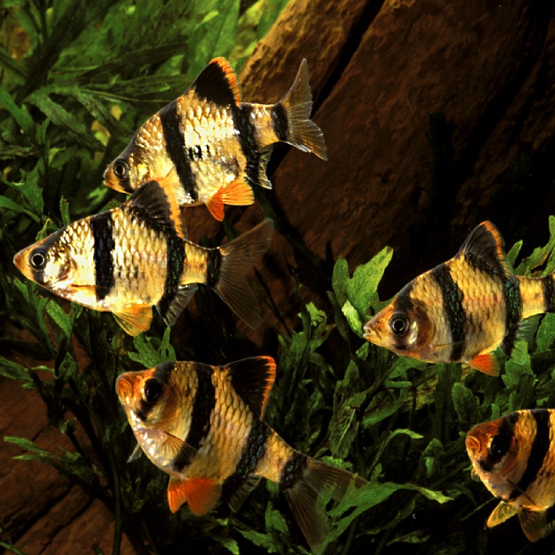 Puntigrus Tetrazona - Sumatra Barbeel  2-3cm