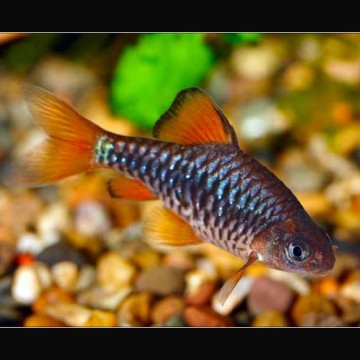 Oliotius Oligolepis 2-3cm per 3