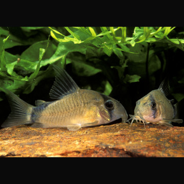 Corydoras Metae 2-3cm