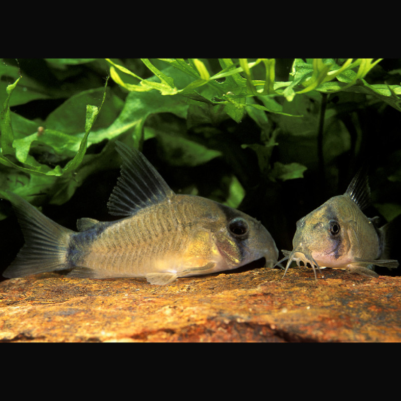 Corydoras Metae 2-3cm