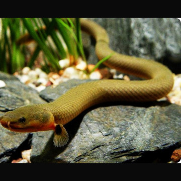 Erpetoichthys calabaricus - Poisson Roseau 16-18cm