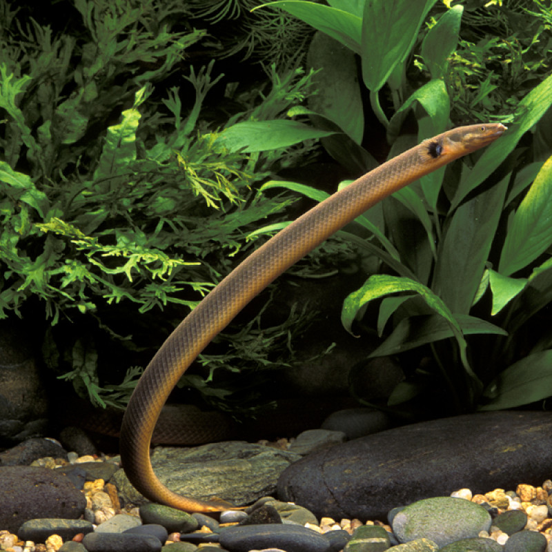 Erpetoichthys calabaricus - Poisson Roseau 16-18cm Erpetoichthys calabaricus - Poisson Roseau 16-18cm