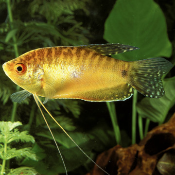 Trichopodus trichopterus "gold" - Gouramis Goudkleurige 6-8cm