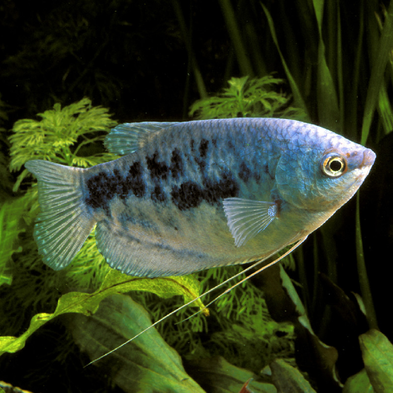 Trichopodus trichopterus - Gouramis Bleus 6-7cm