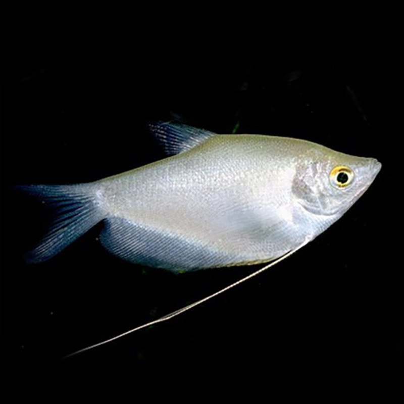 Trichopodus microlepis - Gouramis argentés 5-6cm