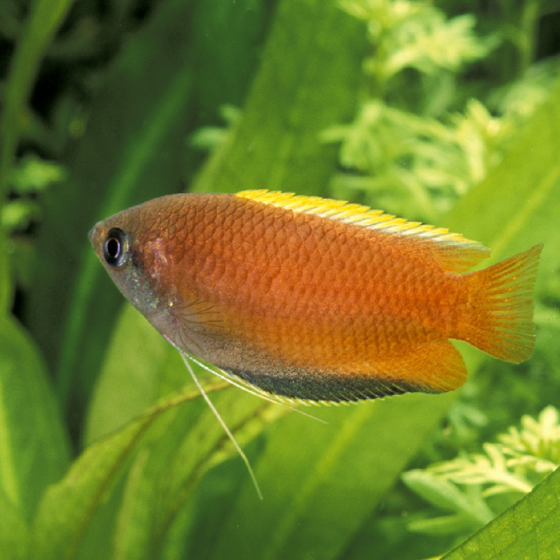 Colisa Trichogaster Chuna miel 3-4cm le couple                      
