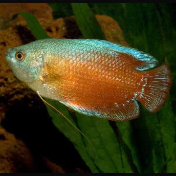 Colisa trichogaster Lalius Arc-en-ciel 3-4cm couple