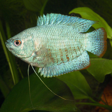 Colisa trichogaster Lalius cobalt 3-4cm koppel