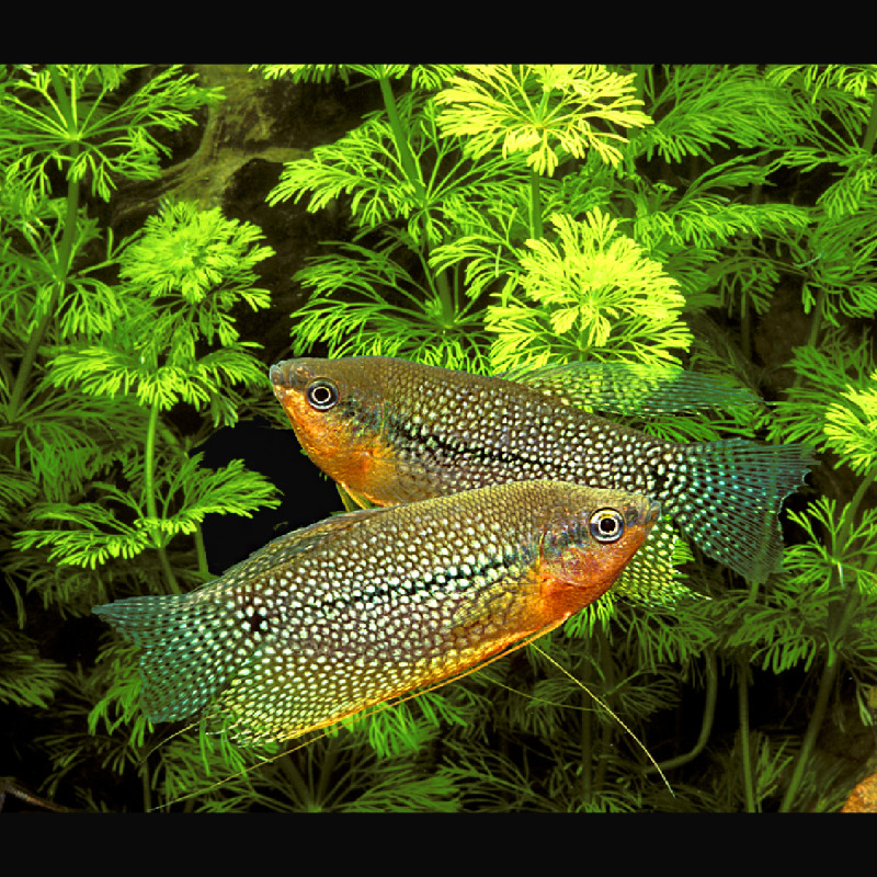 Trichopodus leerii - Gouramis Perlés 6-8cm 