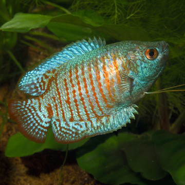 Colisa trichogaster Lalius néon 3-4cm koppel