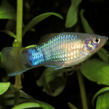 Xiphophorus maculatus Platy blauw 2-3cm