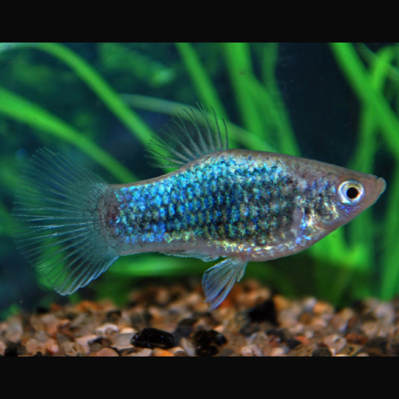 Xiphophorus maculatus Platy Neon blauw Tuxedo 2-3cm