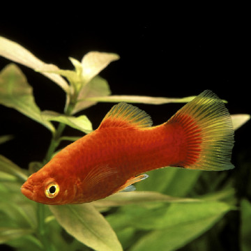 Xiphophorus maculatus Platy rood 2-3cm