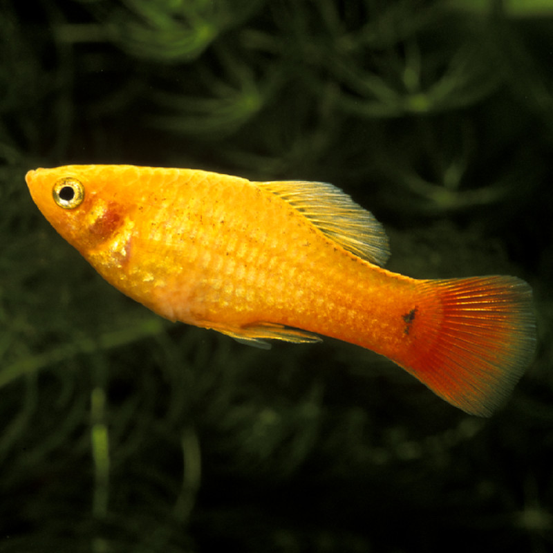 Xiphophorus maculatus Platy papegaai geel 2-3cm