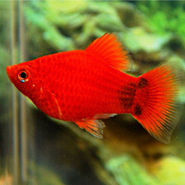 Xiphophorus maculatus Platy koraalrood Mickey Mouse 1-2cm
