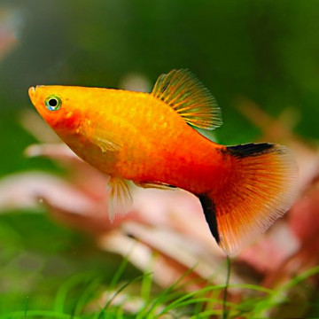 Xiphophorus maculatus Platy gele komeet 2-3cm