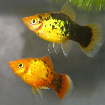 Xiphophorus maculatus Platy Calico set van 3