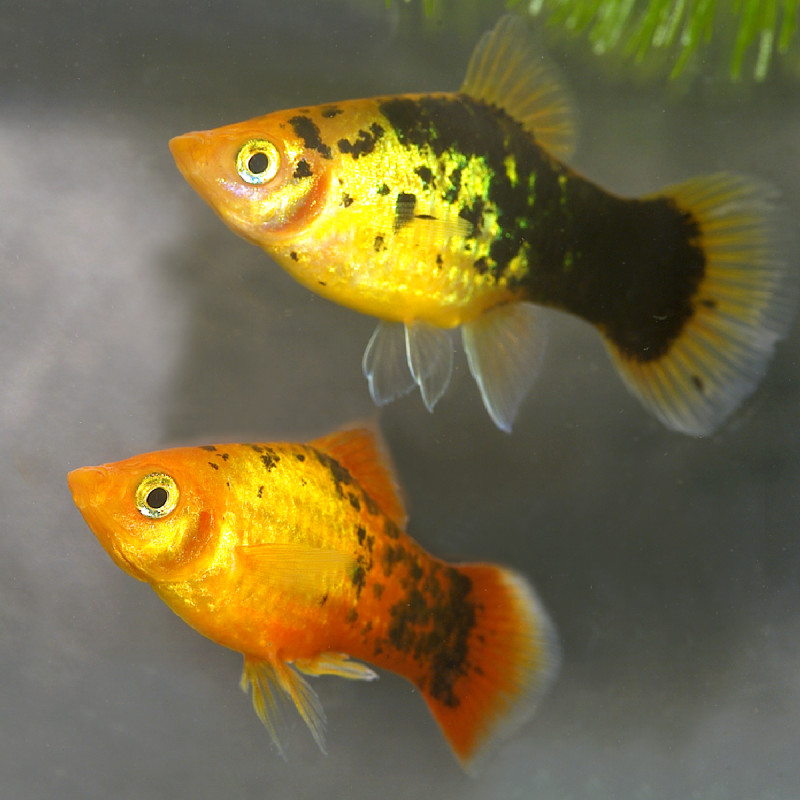 Xiphophorus maculatus Platy Calico set van 3