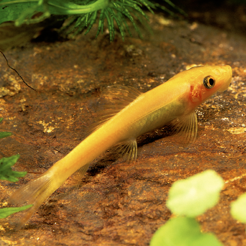 Gyrinocheilus Aymonieri Gold - algeneter 4-5cm