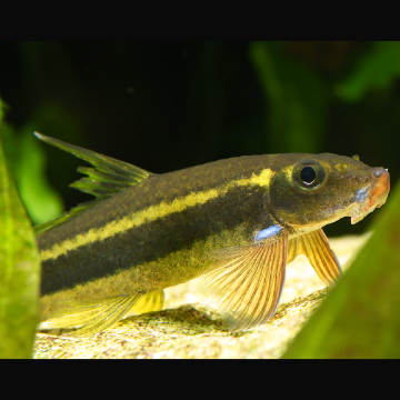 Crossocheilus oblongus - mangeur d'algues