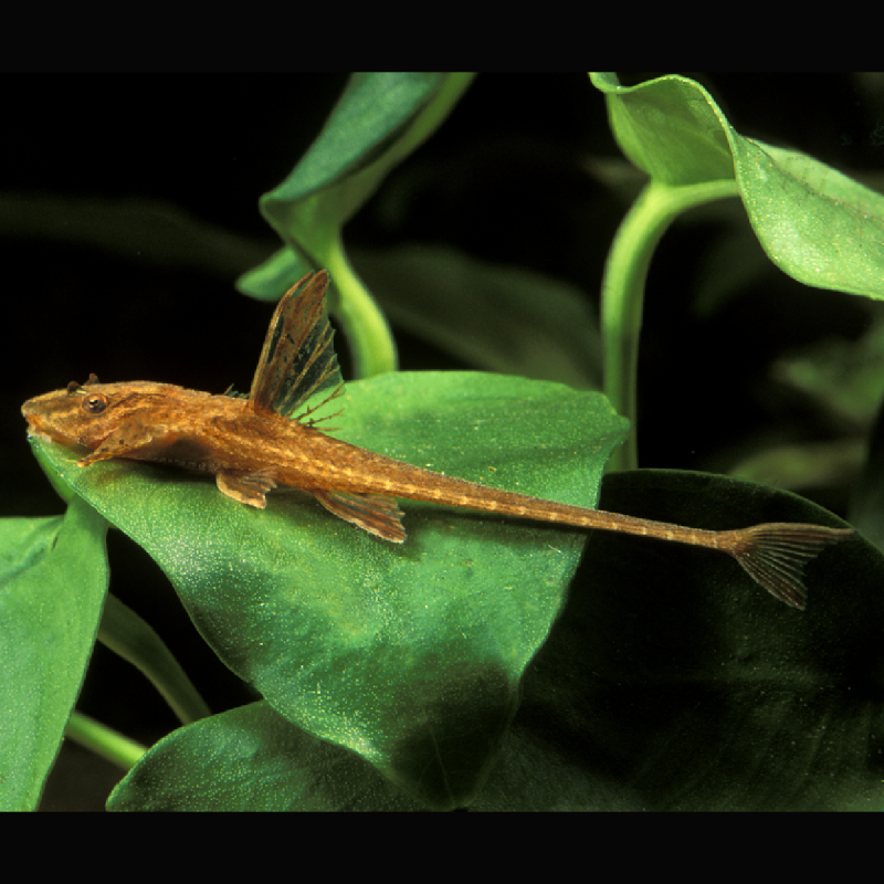 Rineloricaria Lanceolata rouges 4-5cm