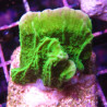 Bouture Montipora Foliosa vert 4-5 cm