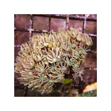Bouture Tubipora musica vert 24,00 € Poissondor