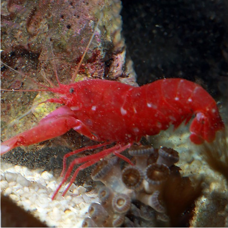 Alpheus fasqueli 4-6 cm Alpheus fasqueli 4-6 cm