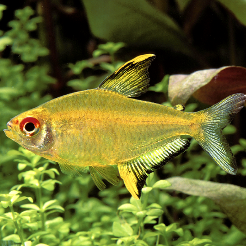 Hyphessobrycon Pulchripinnis - citroen Tétra set van 3