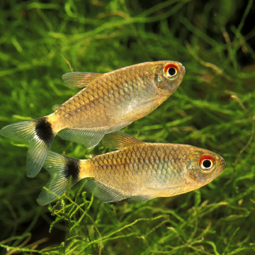 Moenkhausia Sanctaefilomenae - Rode ogen Tetra set van 3