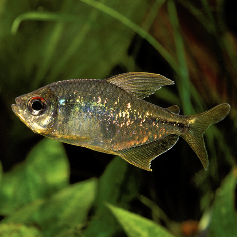 Moenkhausia Pittieri - Tétra Diamants