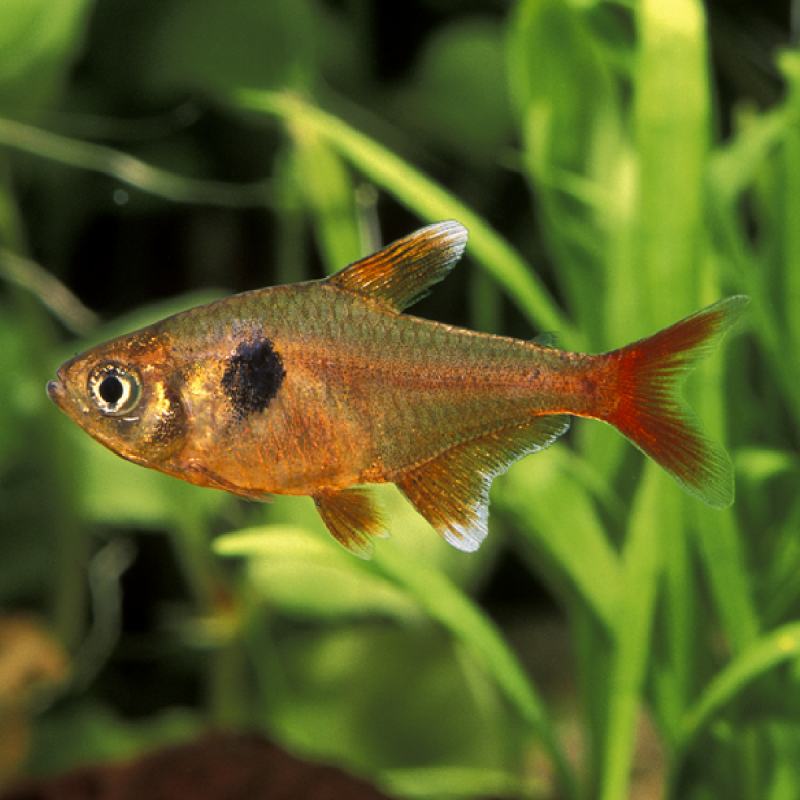 Hyphessobrycon Sweglesi - rode fantoom set van 10 + 2 gratis