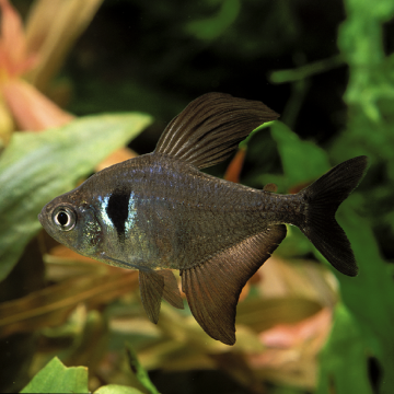 Hyphessobrycon Megalopterus -Fantomes noirs