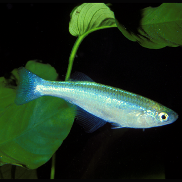 Boehlkea Fredcochui-Tétra bleus de Cochu