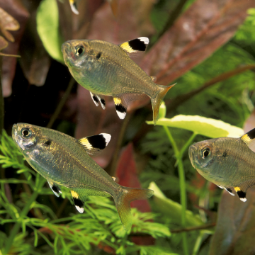 Pristella Maxillaris - Tétra rayon-X