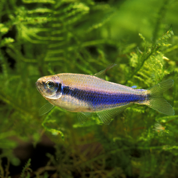 Inpaichthys Kerri- paarse Tétra set van 3