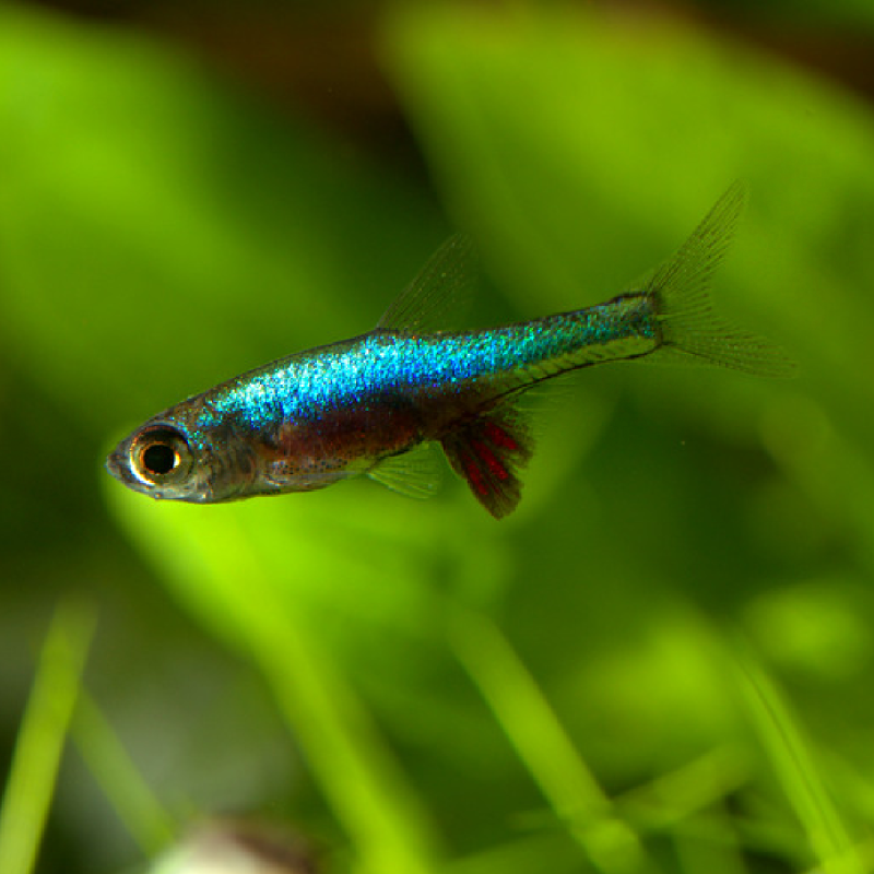 Rasbora Sundadanio Axelrodi blue per 2