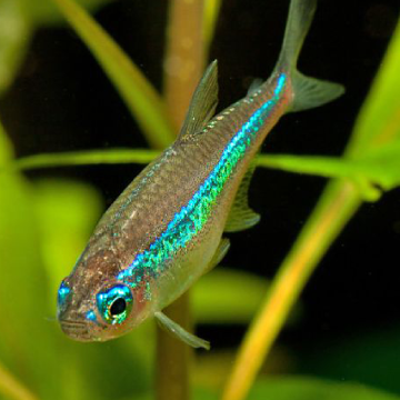 Paracheirodon Simulans - Néons groen set van 10