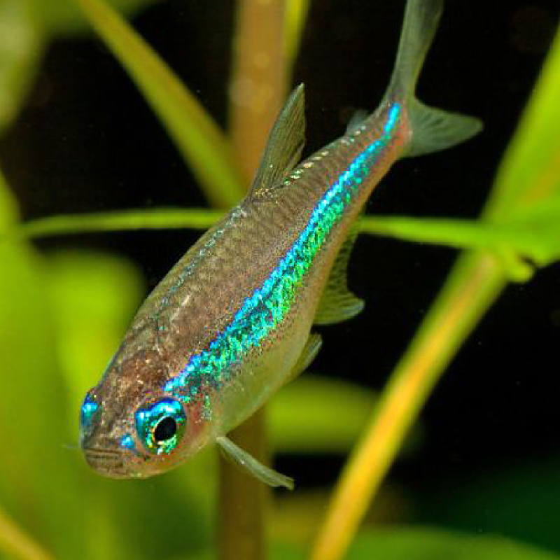 Paracheirodon Simulans - Néons groen set van 10