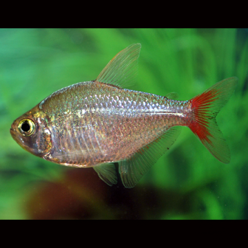 Hyphessobrycon columbianus set van 3