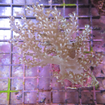 Bouture Capnella 19,50 € Poissondor