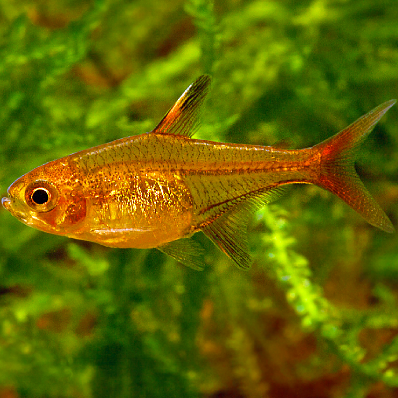 Hyphessobrycon Amandae set van 3