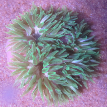 Epicystis crucifer Groen(5 -6 cm) 39,50 € Poissondor