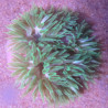 Phymanthus crucifer - epicystis crucifer verte (5 -6 cm) 49,50 €