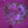 Epicystis crucifer Groen(5 -6 cm) 39,50 € Poissondor