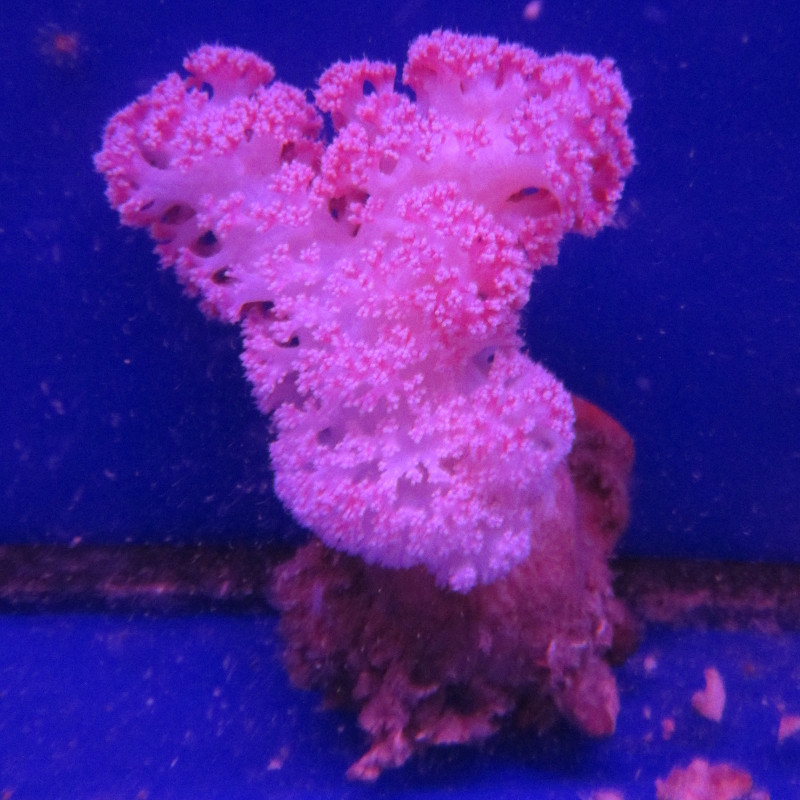 Dendronephtea rose ou rouge 9-12 cm