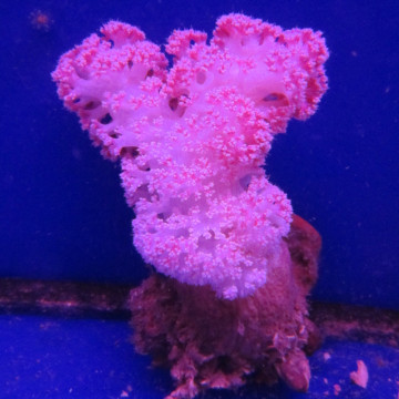 Dendronephtea rose ou rouge 9-12 cm