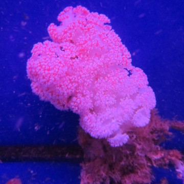 Dendronephtea rose ou rouge 9-12 cm